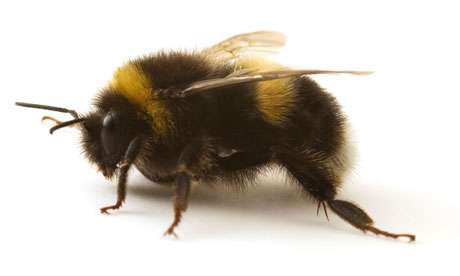 bumblebee