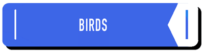 Birds - learning center