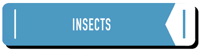 Insects - learning center
