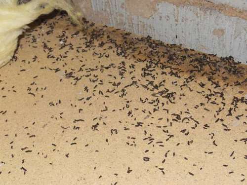 droppings rodent