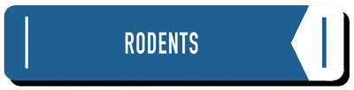 Rodents - learning center