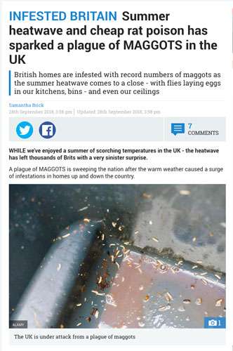 The Sun Maggots