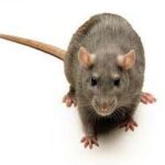 rat control & removal