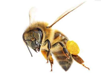 Bee control and prevention
