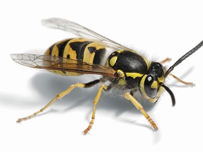 Wasp control and prevention